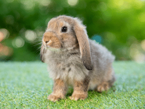 Hoeveel chromosomen heeft een konijn?