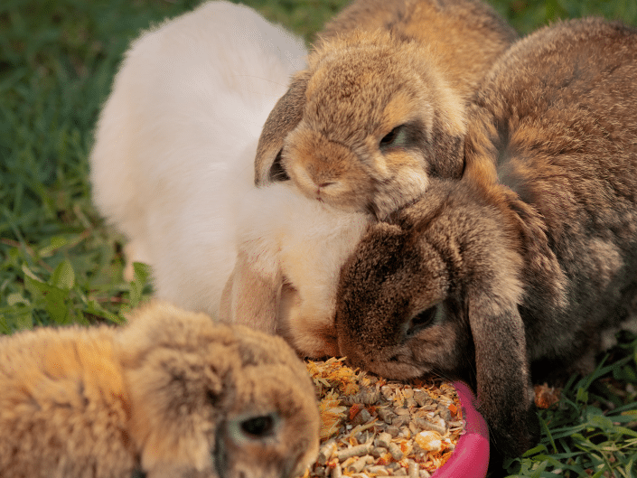 Hoeveel eet een konijn per dag? Ontdek het hier!