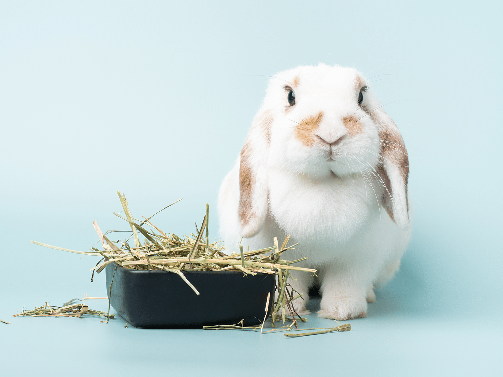 Hoeveel hooi eet een konijn per dag?