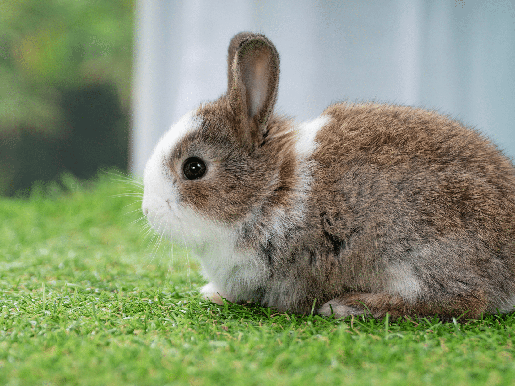 Hoeveel kost een baby konijn?