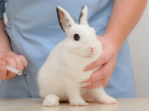 Hoeveel kost een vaccinatie voor een konijn?