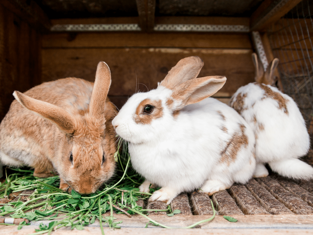 Ontdek hoeveel ruimte heeft een konijn nodig? Leer hier meer!