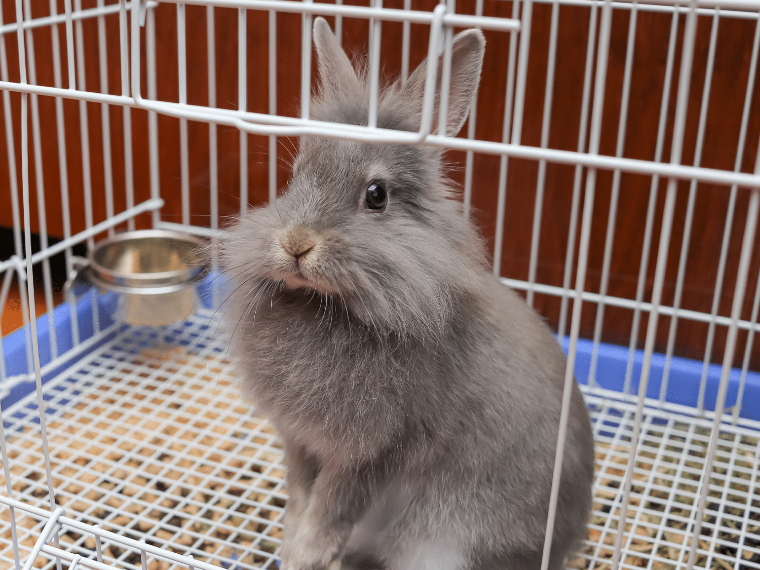 Mag je een konijn alleen houden? Tips & info