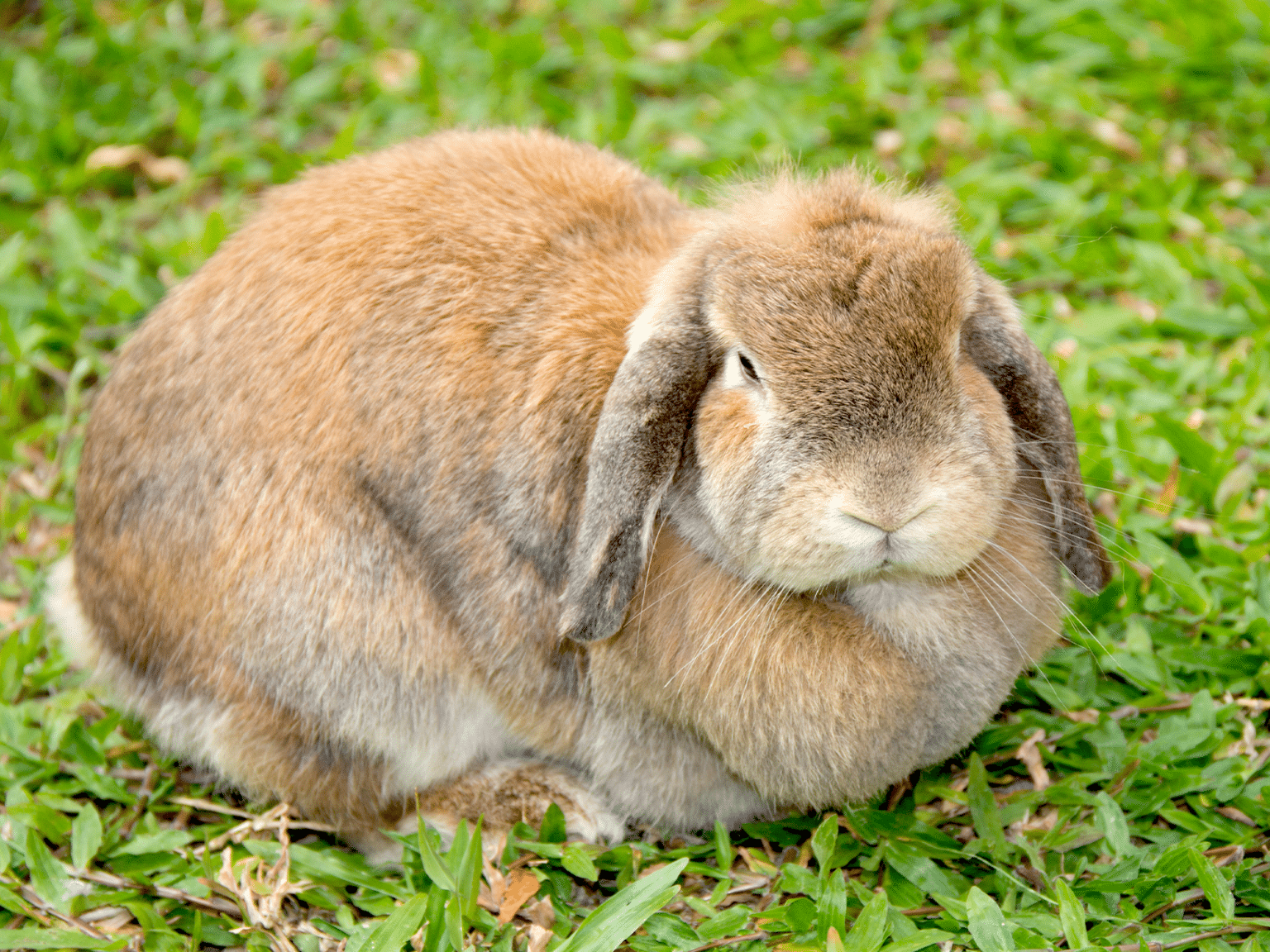 Hoe oud wordt een konijn? Ontdek levensverwachting en tips!