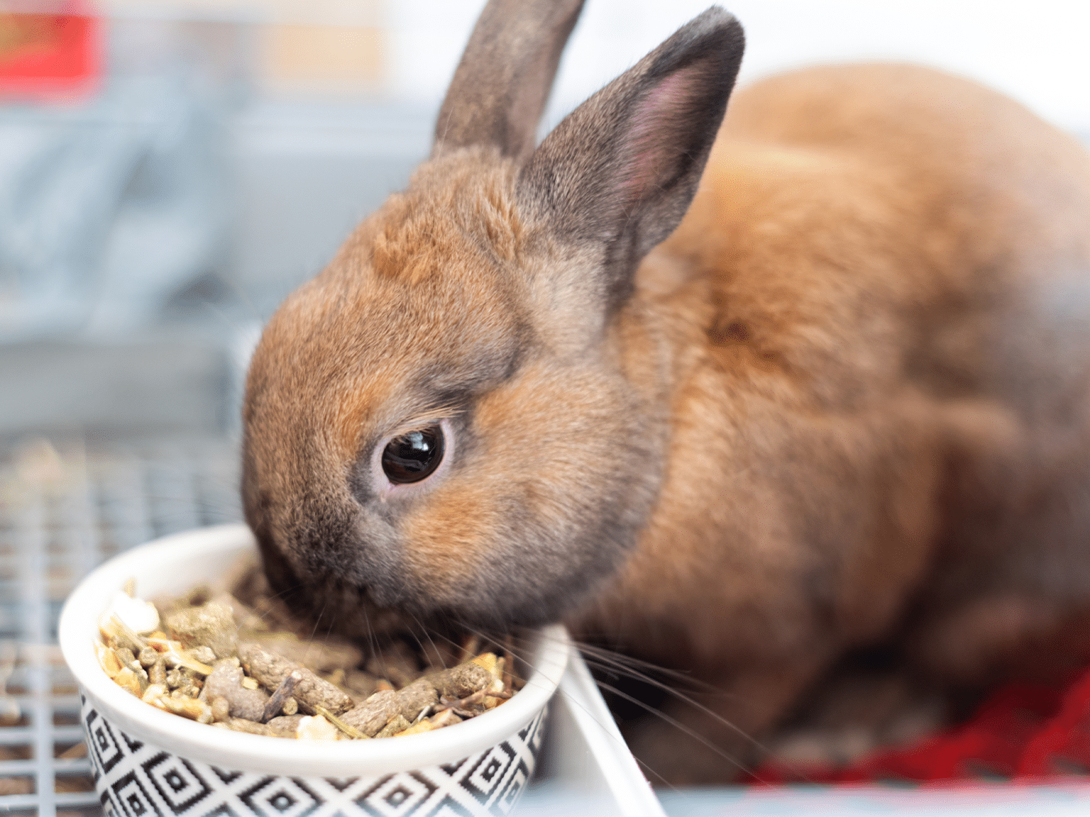 Wat mag een baby konijn eten? Ontdek het hier!