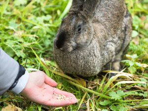 Konijn wil niet eten en drinken