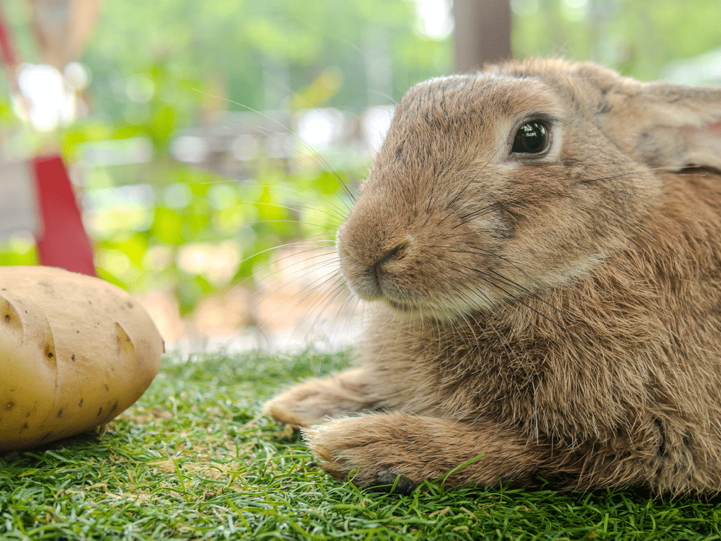 Mag een konijn aardappel eten? ontdek het hier!