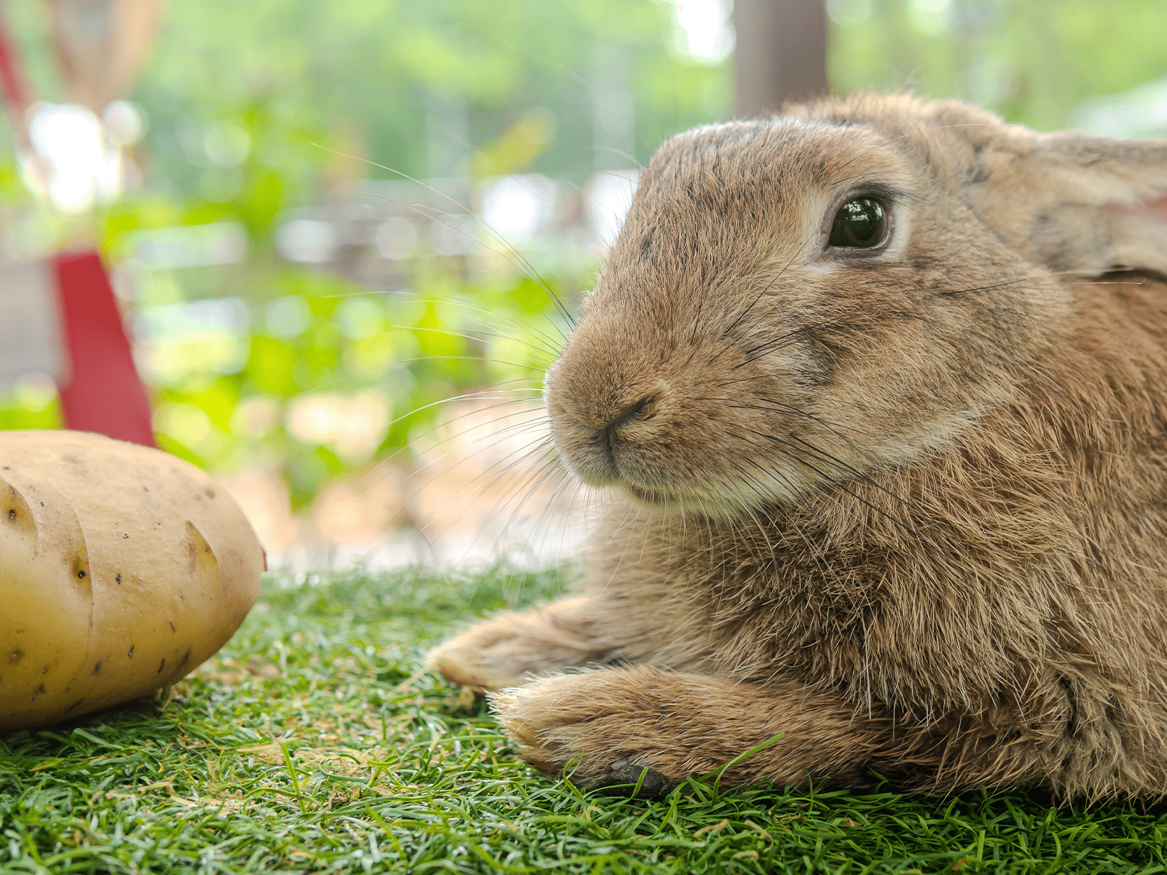 Mag een konijn aardappel?