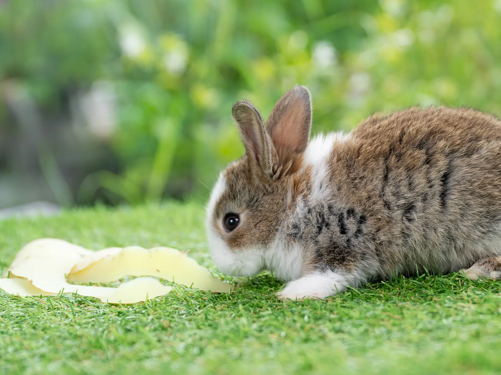 Mag een konijn aardappelschil?