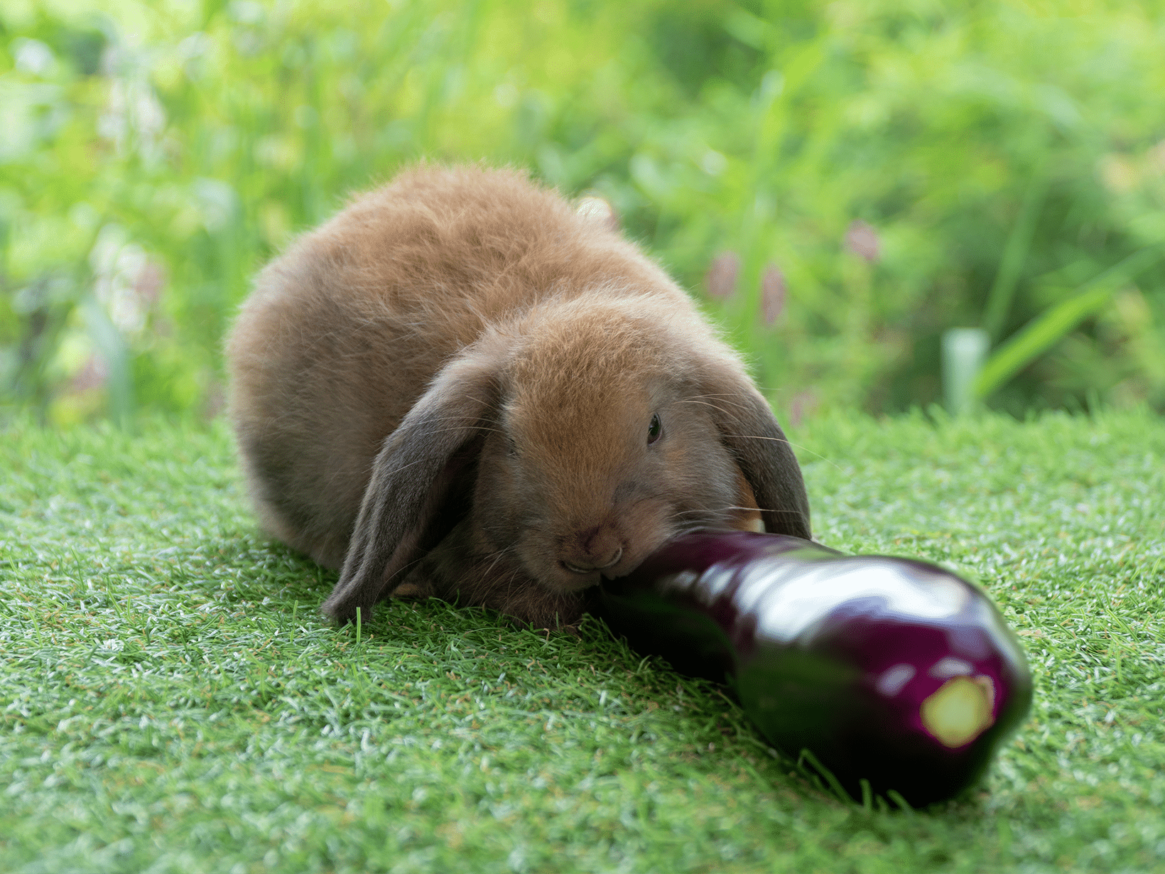 Mag een konijn aubergine?