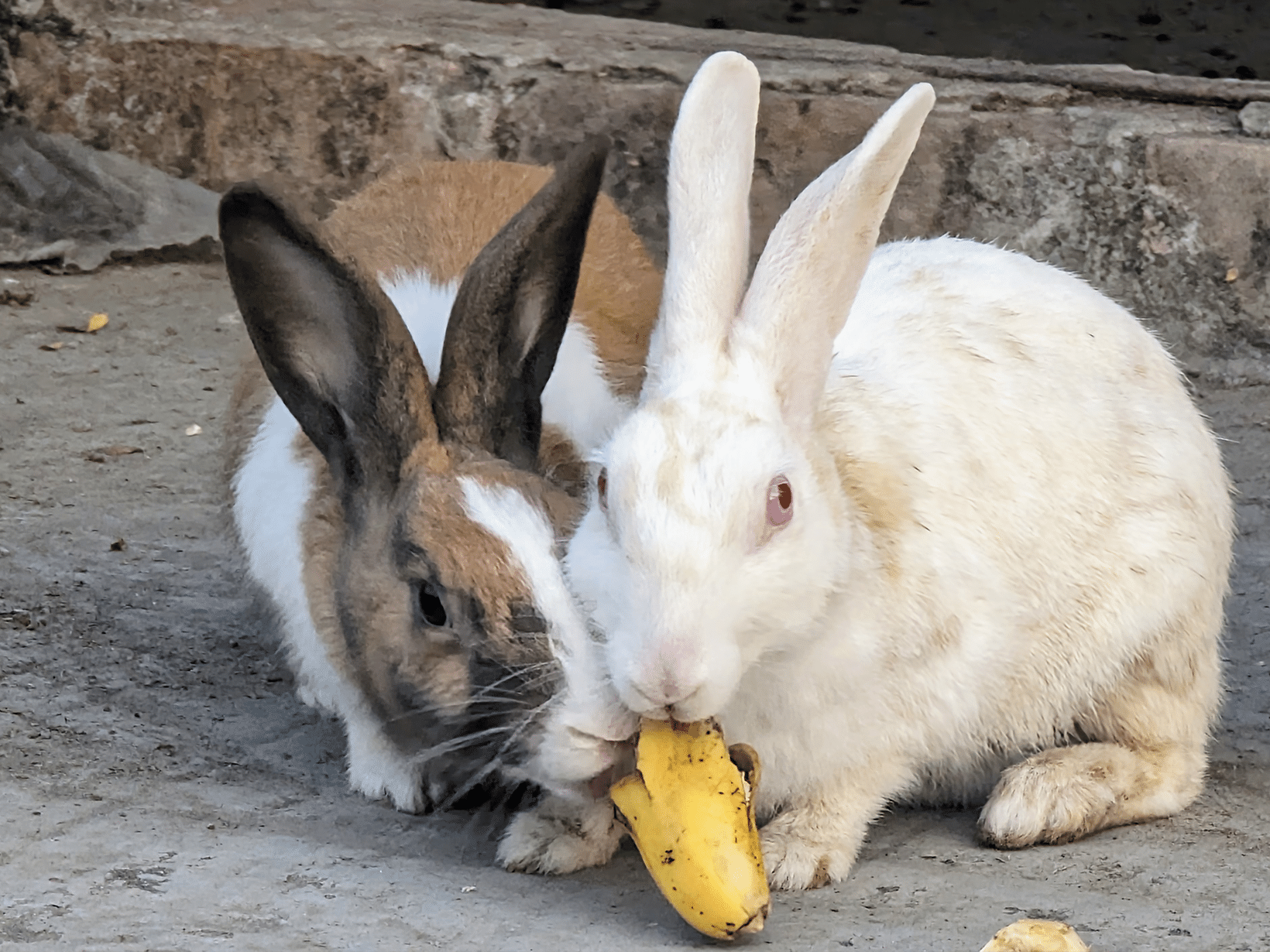 Mag een konijn bananenschil?