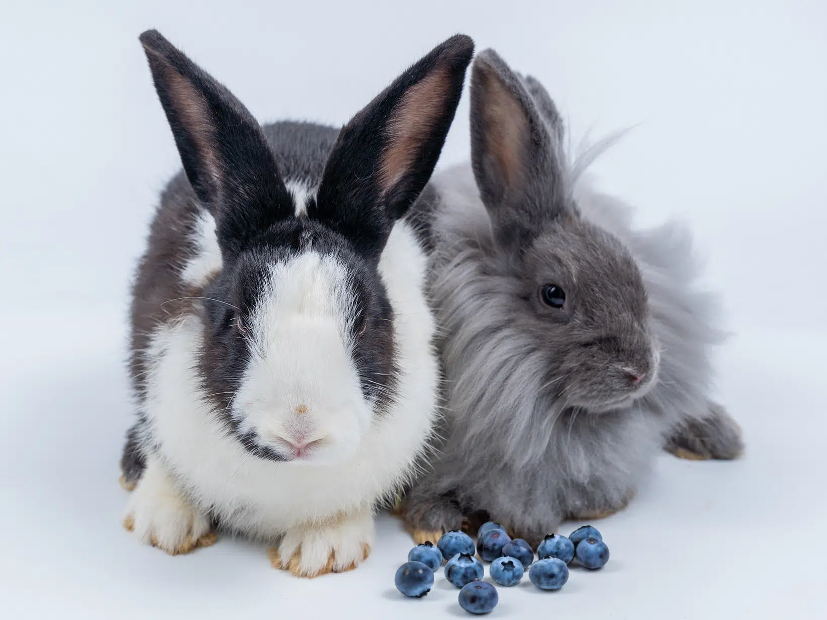 Mag een konijn blauwe bessen?