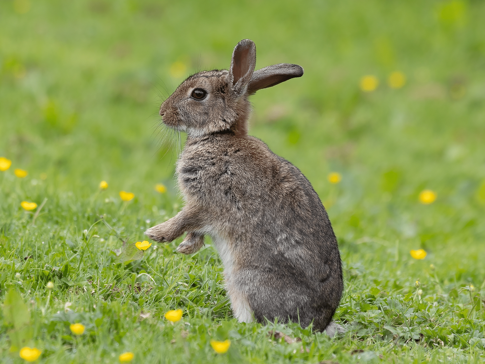 Mag een konijn boterbloem?