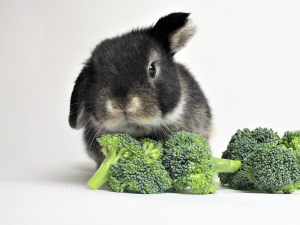 Mag een konijn broccoli?