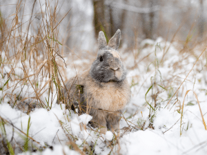 Mag een konijn buiten in de winter?