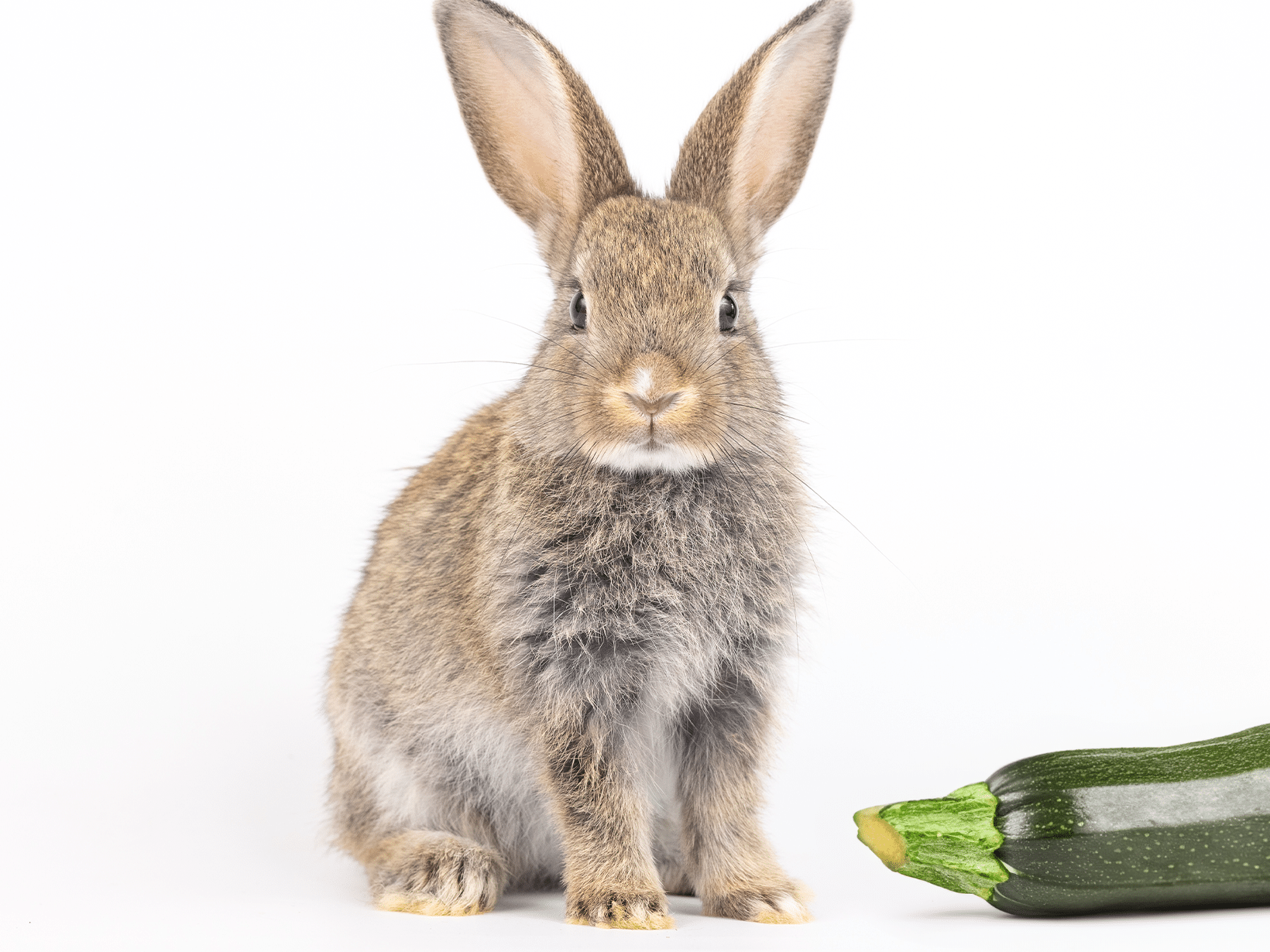 Mag een konijn courgette?