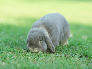 Mag een konijn gras eten?