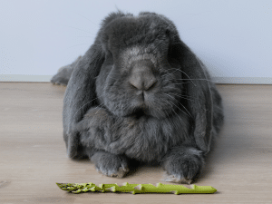 Mag een konijn groene asperges?