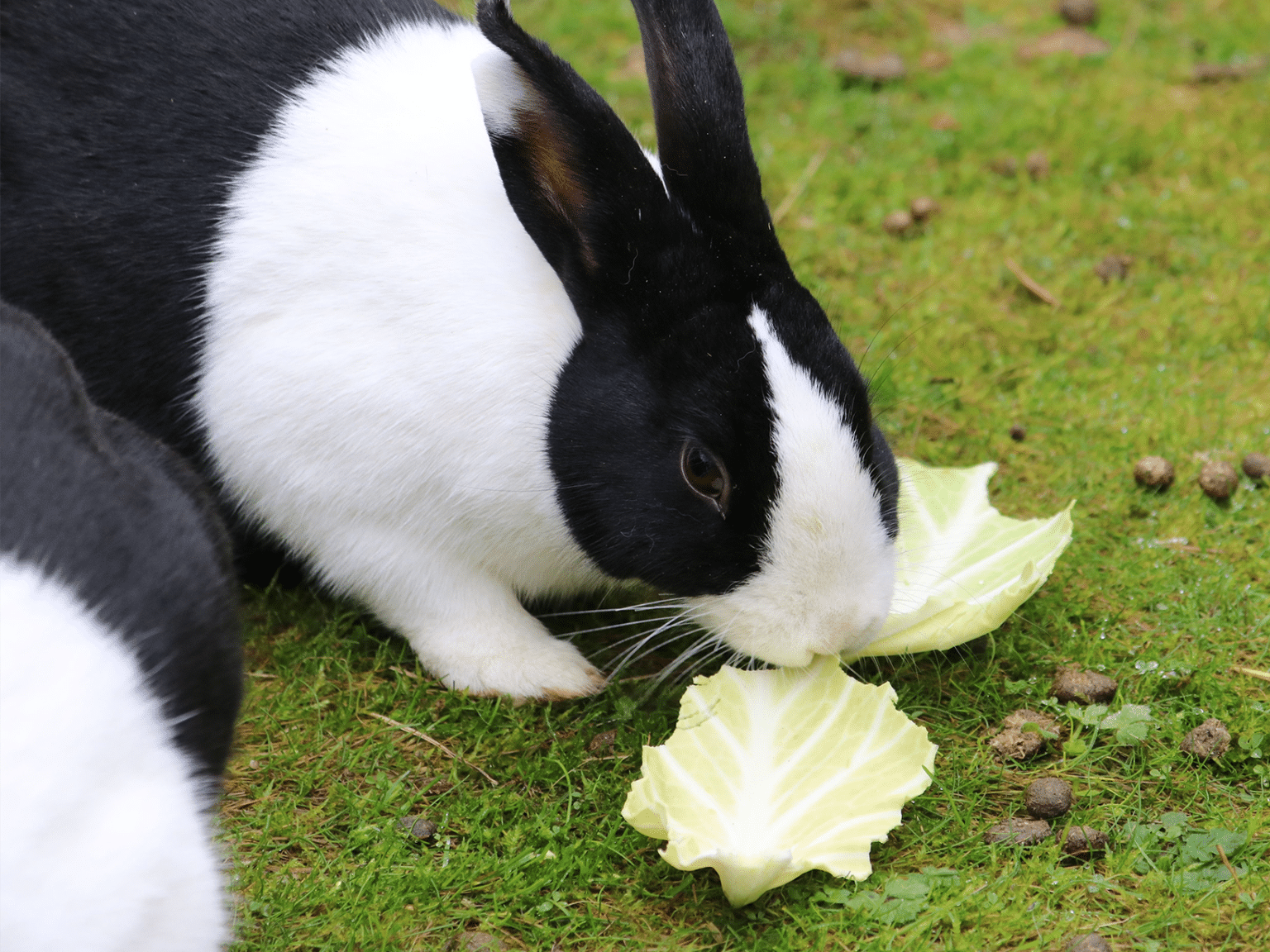 Mag een konijn groene kool eten? Ontdek het hier!