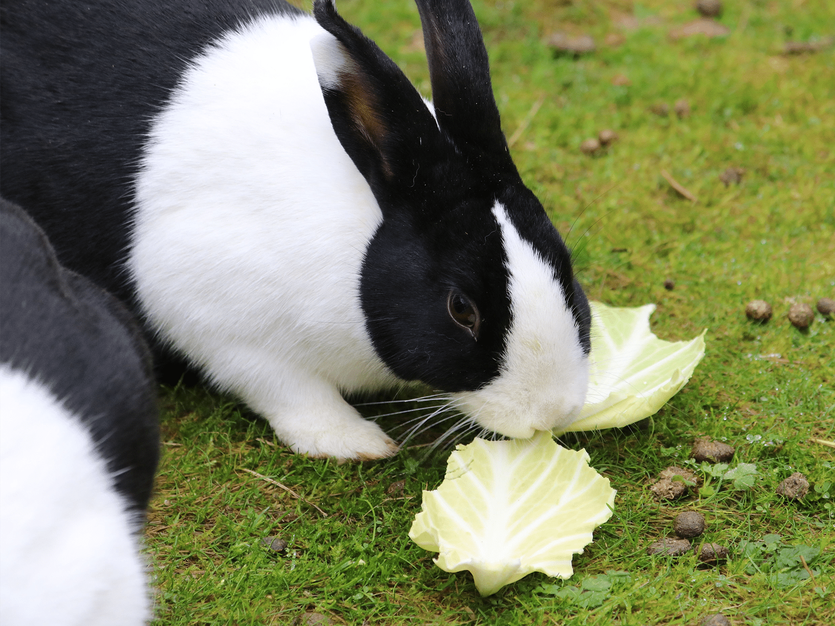 Mag een konijn groene kool eten?