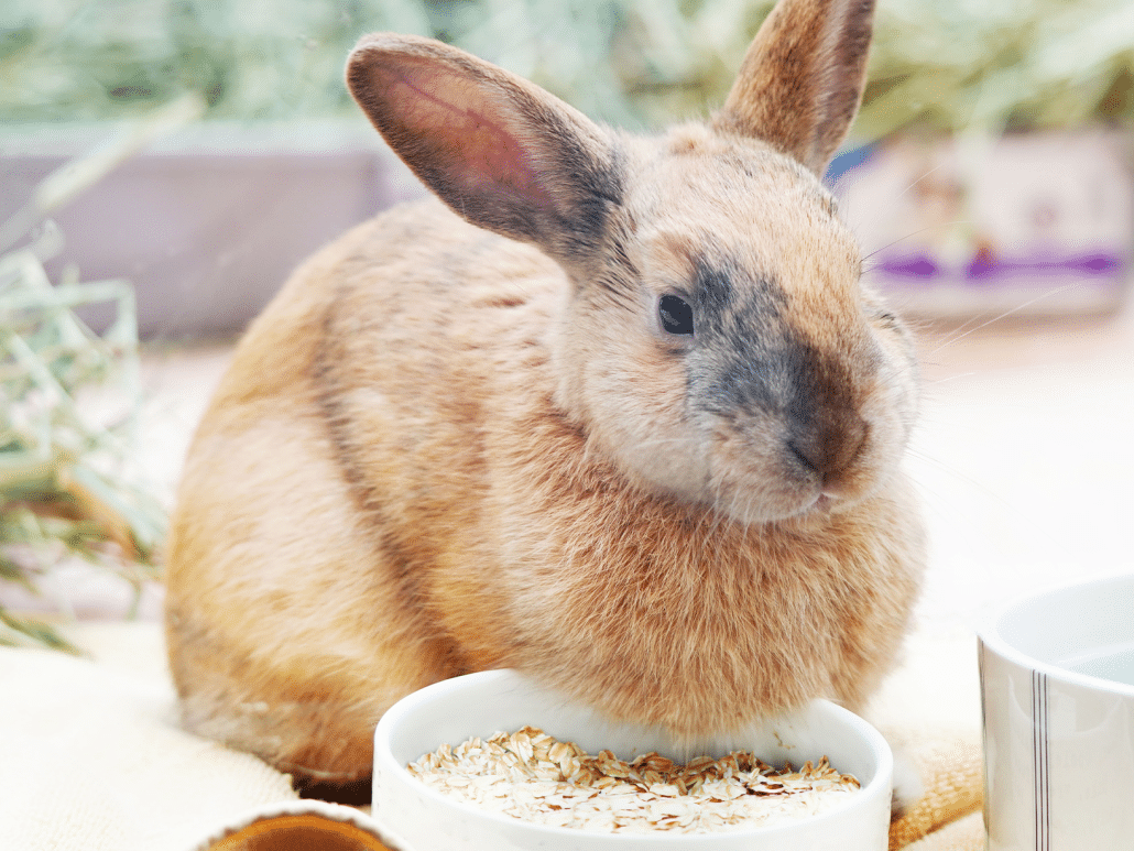 Voeding voor konijnen, essentiële tips voor een gezond dieet!