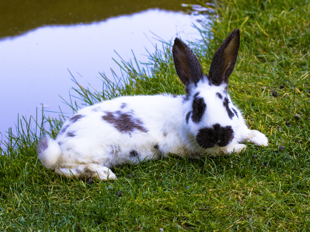 Mag een konijn in het water? Ontdek de feiten en tips!
