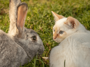 Mag een konijn kattenvoer eten?