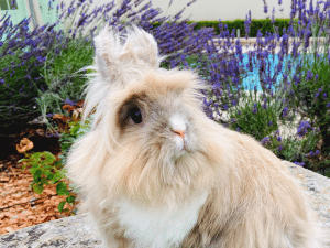 Mag een konijn lavendel