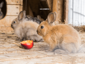 Mag een konijn nectarine?