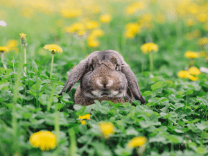 Mag een konijn paardenbloemen eten?