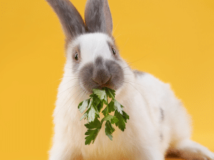 Mag een konijn rucola?