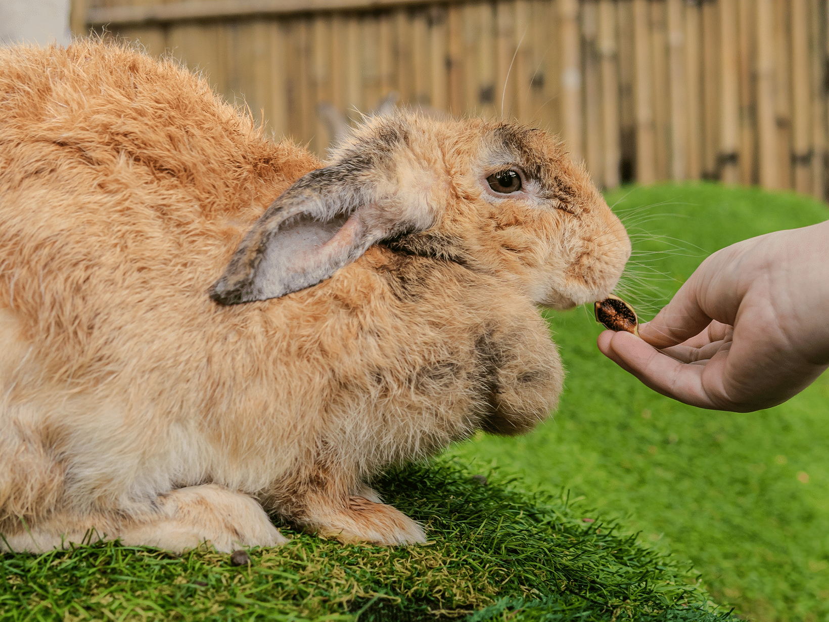 Mag een konijn vijgen eten?