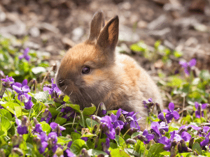 Mag een konijn viooltjes?