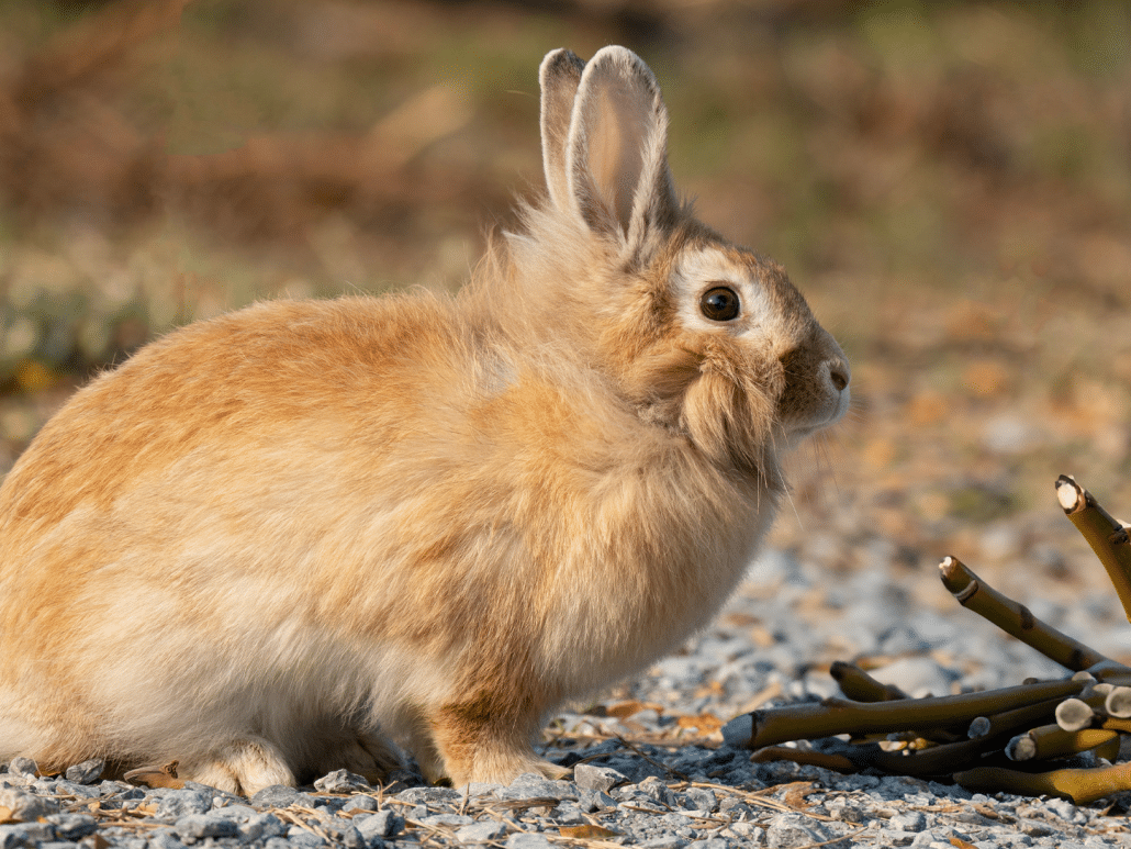 Mag een konijn wilgentakken eten? Ontdek het hier
