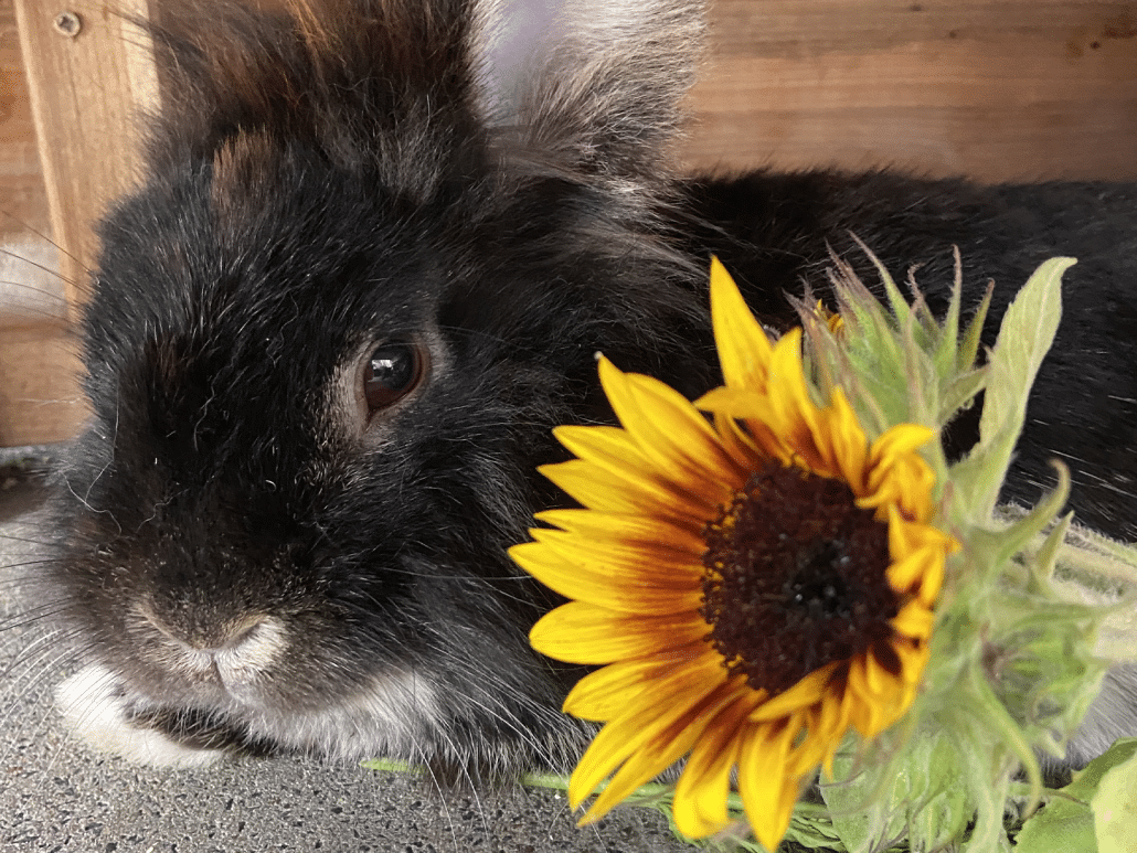 Mag een konijn zonnebloem eten? Ontdek het hier!
