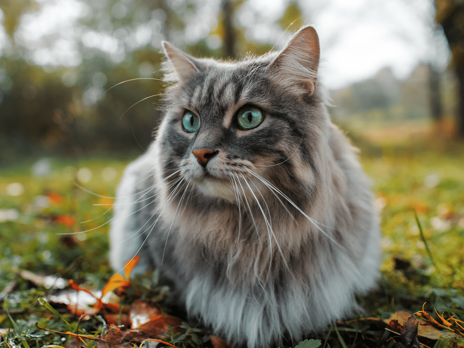 Kattenrassen, verken en ontdek de diversiteit van katten