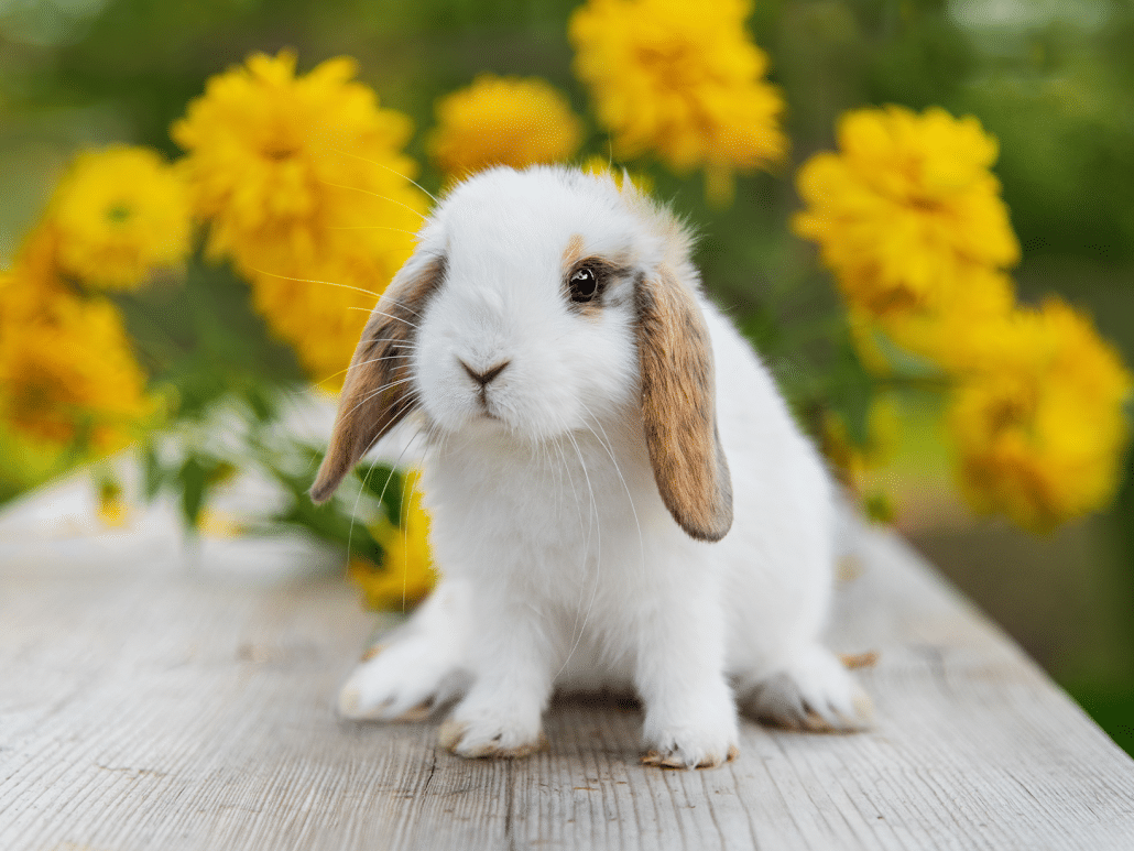Konijnenverzorging en gedrag, handige tips en inzichten