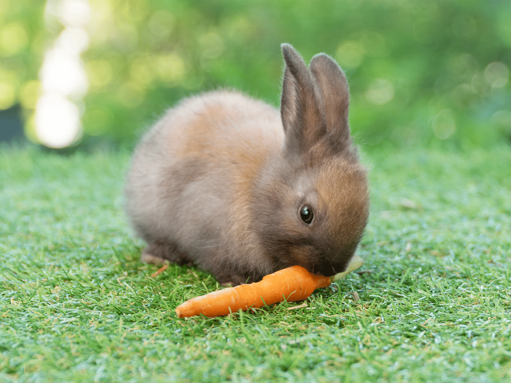 Wat mag een baby konijn eten?