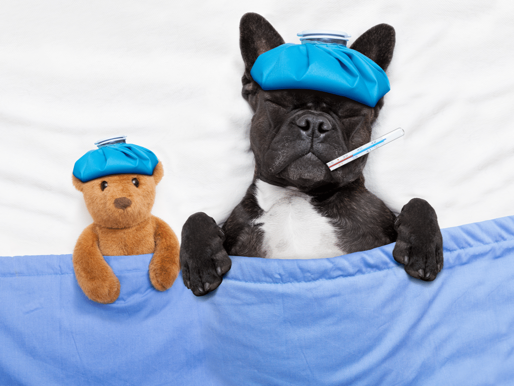 Hoeveel graden mag een hond hebben? Ontdek het hier!