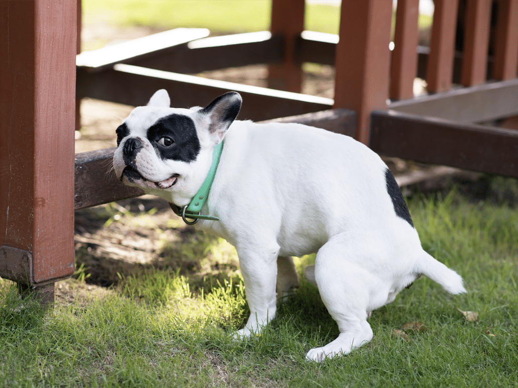 Hoe lang mag een hond diarree hebben? Ontdek het hier!