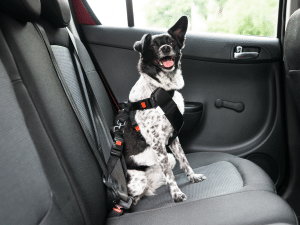 Hoe mag je een hond vervoeren in de auto