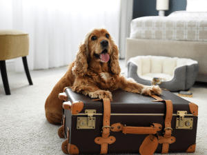 Hotel waar je hond mee mag nemen