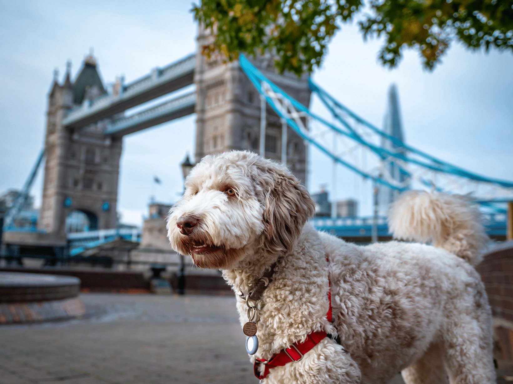 Mag de hond mee naar Engeland?