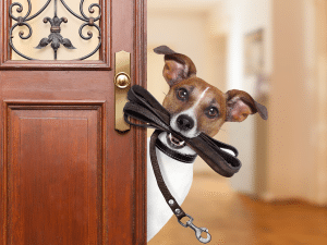 Mag een deurwaarder je hond meenemen?