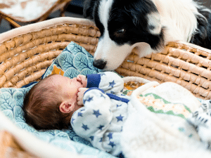 Mag een hond een baby likken?
