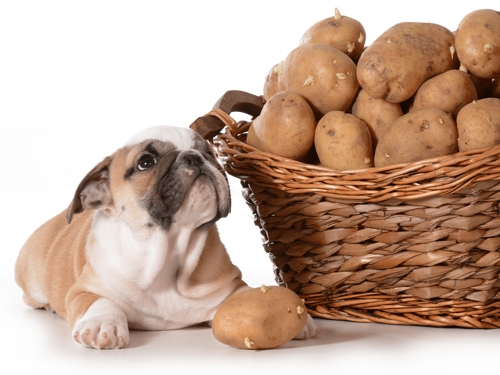 Mag een hond gebakken aardappelen?