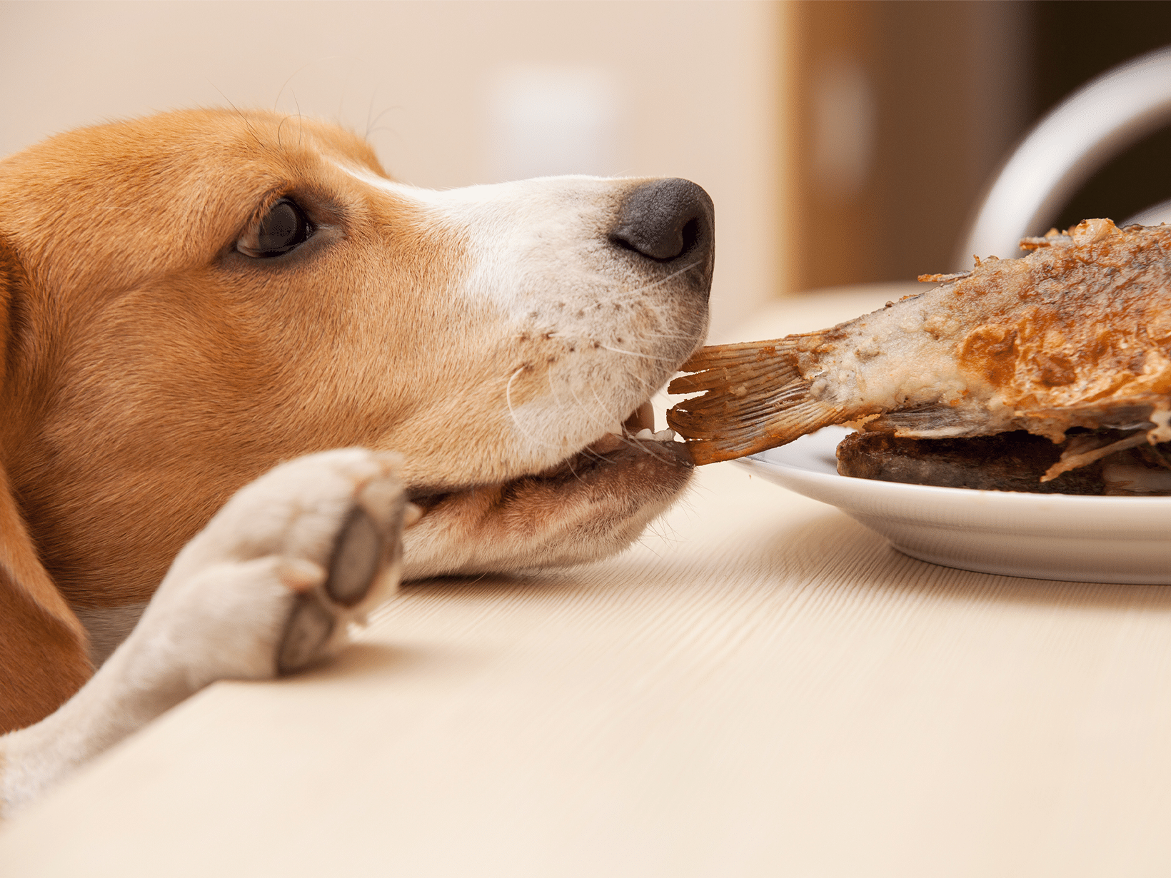 Mag een hond gebakken vis eten?