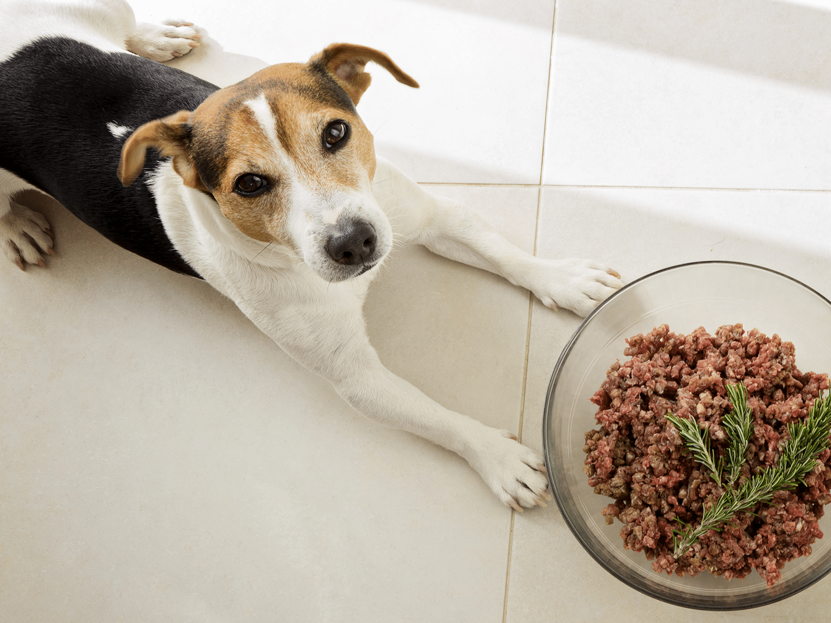 Mag een hond gehakt eten?