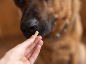 Mag een hond glucosamine?