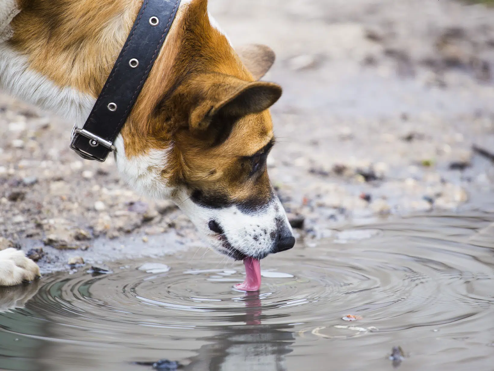 Mag een hond grondwater drinken?